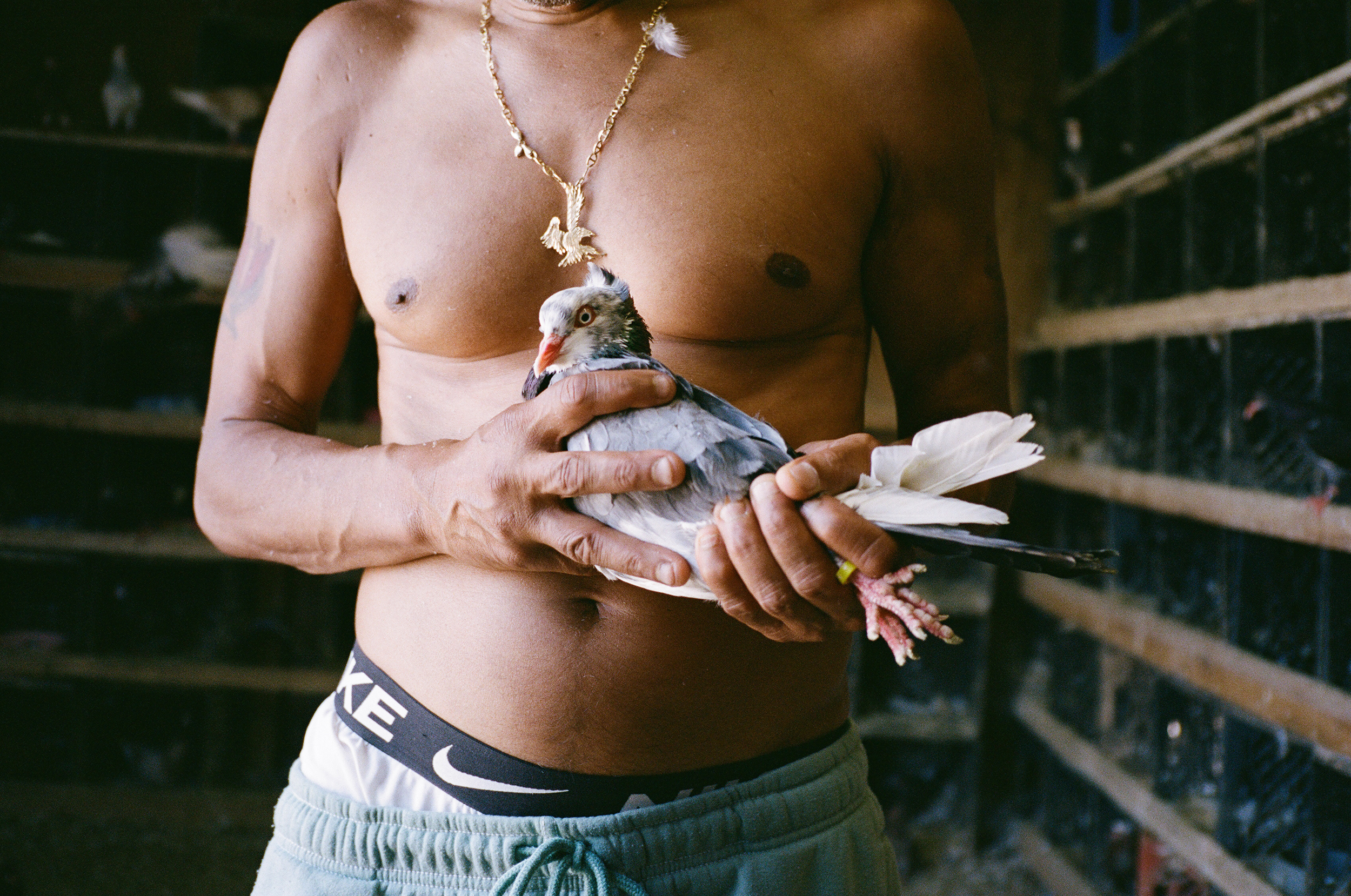 Pigeon Religion (world Premiere) poster