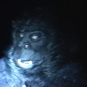 Gorilla Gorilla